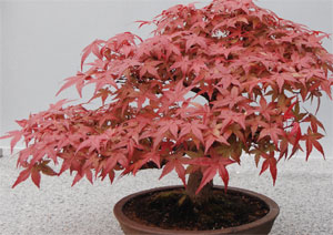 Bonsai