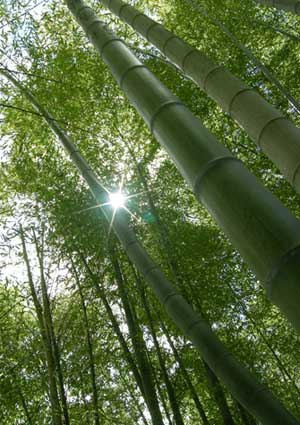 Bamboo