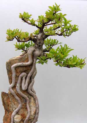 Bonsai